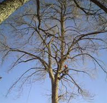 potatura in tree climbing