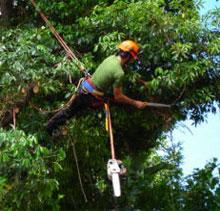 potatura in tree climbing